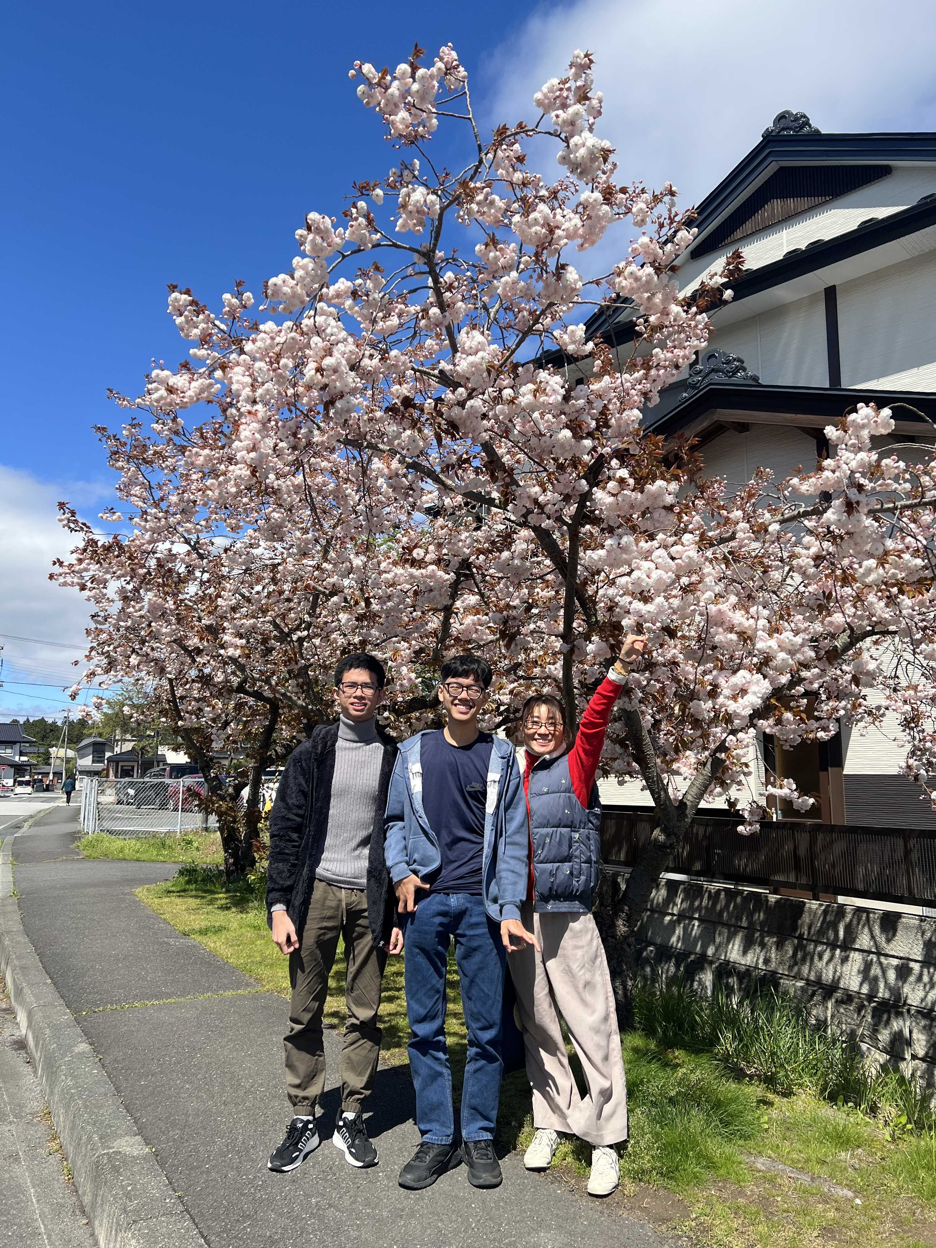 Participants enjoying cherry blossoms in Hiraizumi